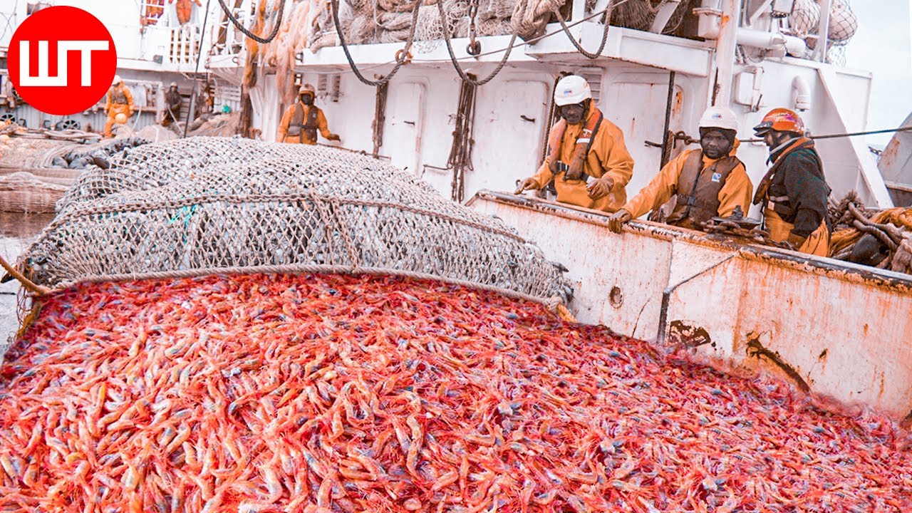 How Shrimp Are Caught \u0026 Processed | From Sea to the Shrimp Processing Factory