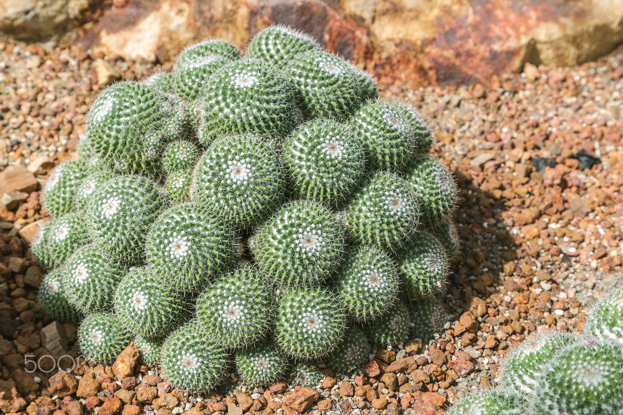 Succulents or cactus in desert botanical garden.